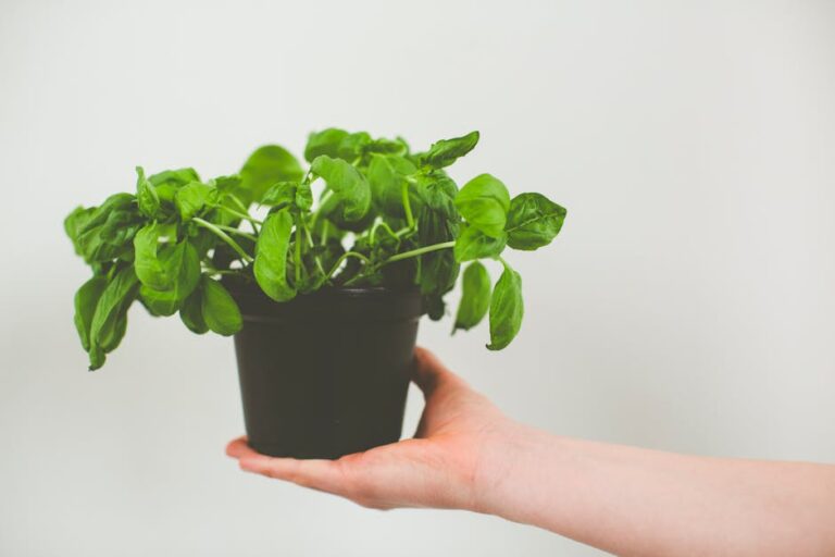 basil starter kit kitchen