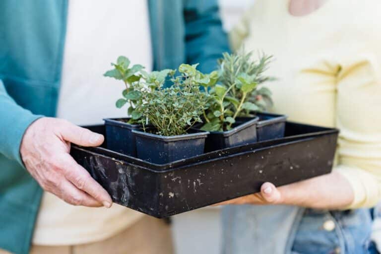 compact herb garden