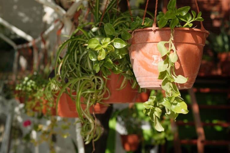 herb planter for balcony