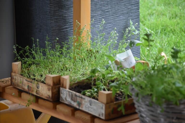 grow herbs indoors kit