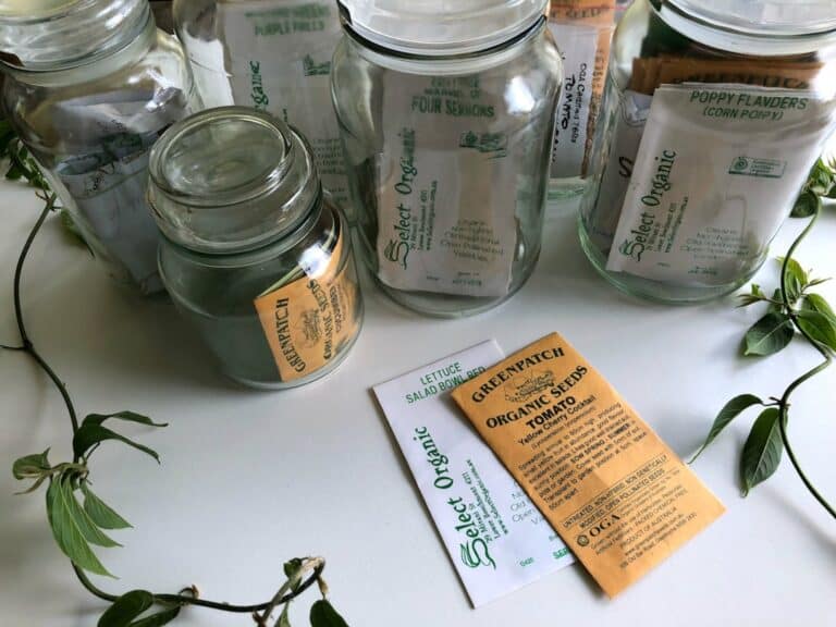 basil herb starter kit