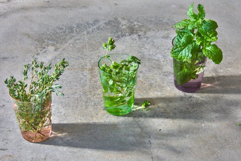 grow your own cocktail herbs