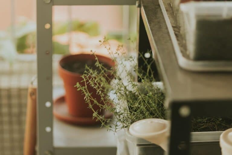 grow herbs on windowsill