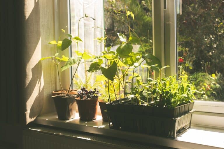 grow dill indoors easily