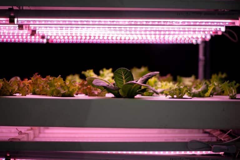 LED grow lights for herbs