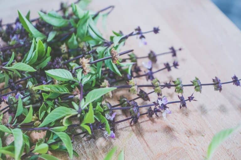 thai basil plant indoors