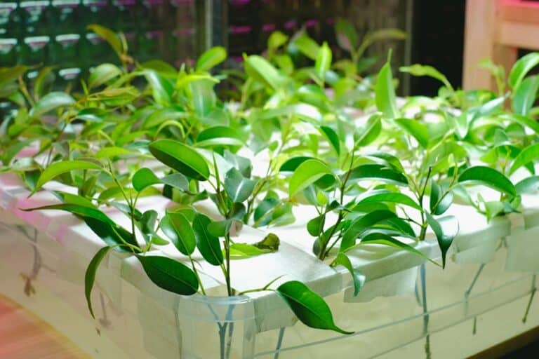 hydroponic kitchen herb garden