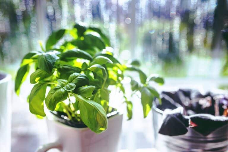 growing basil indoors in winter