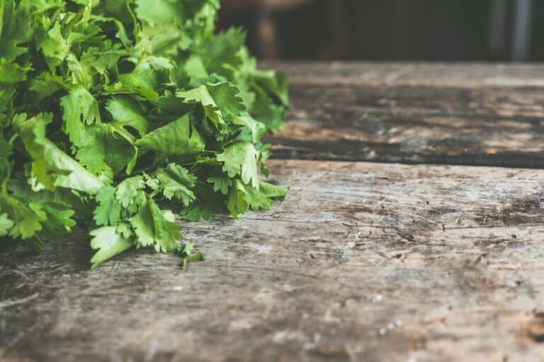 grow cilantro without bolting