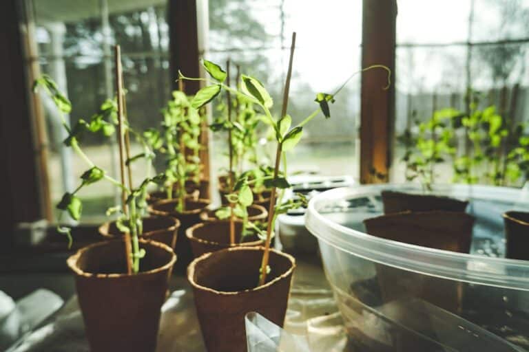 basil seeds indoor ventilation