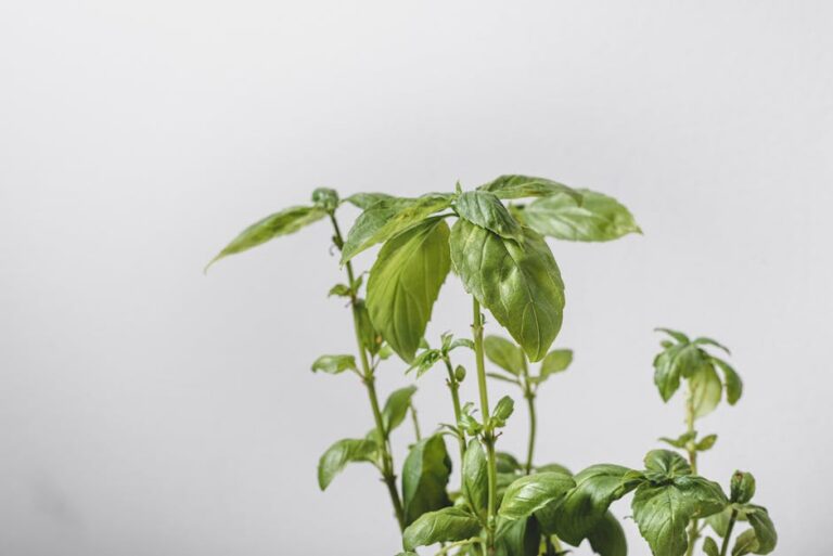 indoor basil troubleshooting guide