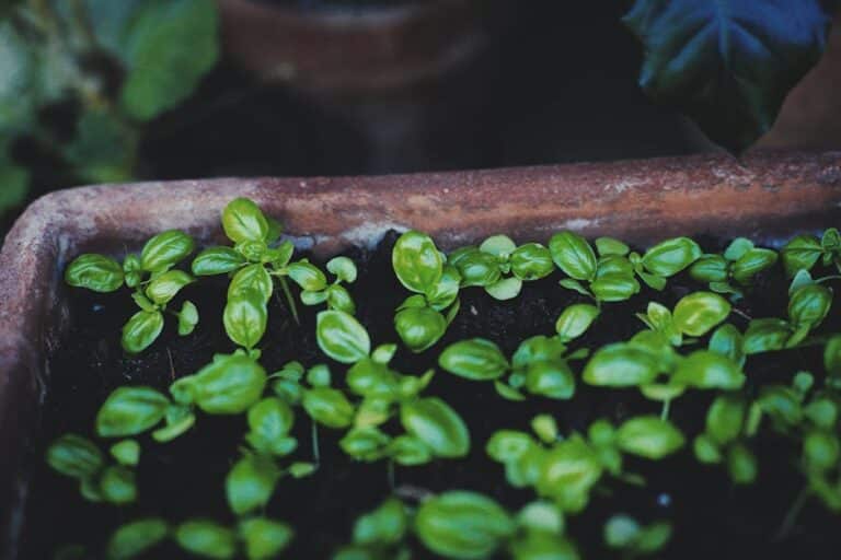 how to grow basil seeds indoors