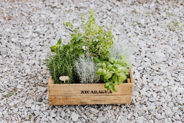 culinary herb garden starter kit