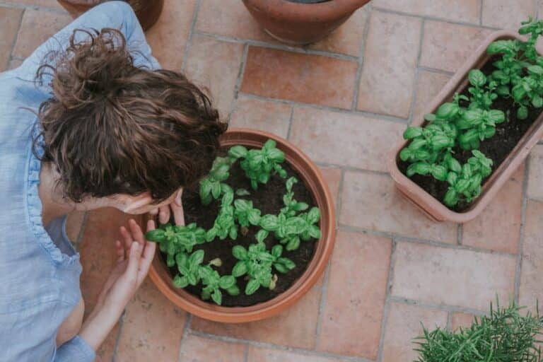 keep basil alive indoors