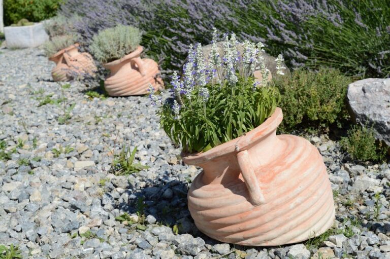 compact lavender varieties