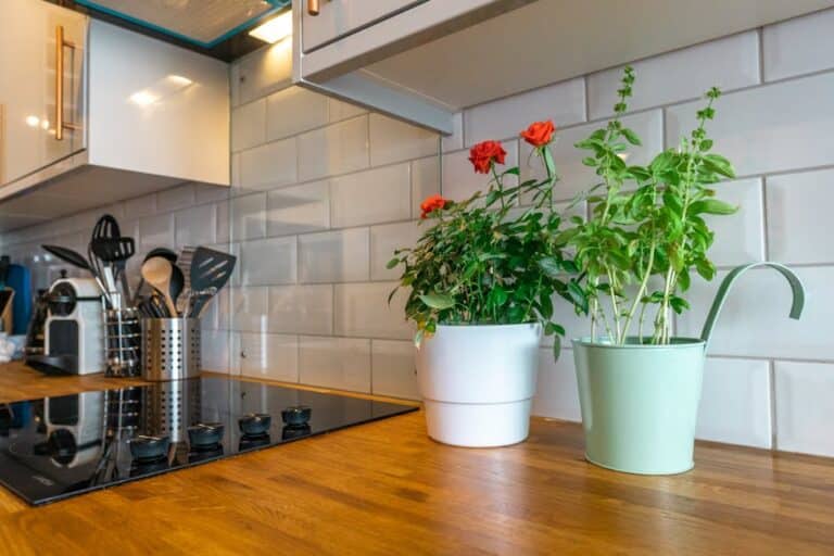 apartment herb basil kit