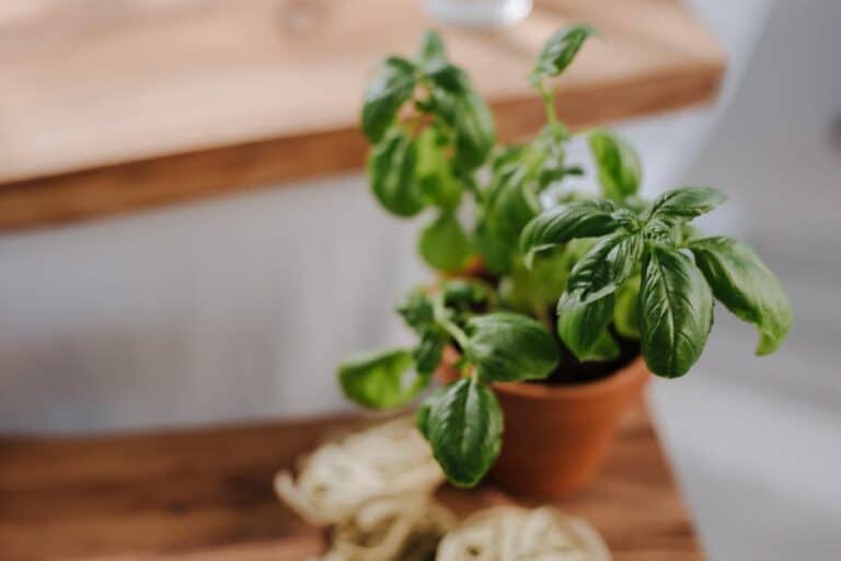 how to take care of a basil plant