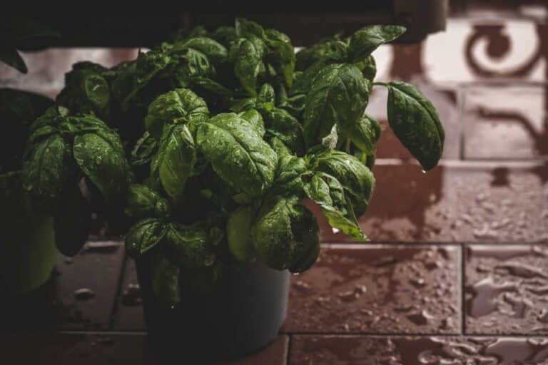 how to keep a basil plant alive indoors