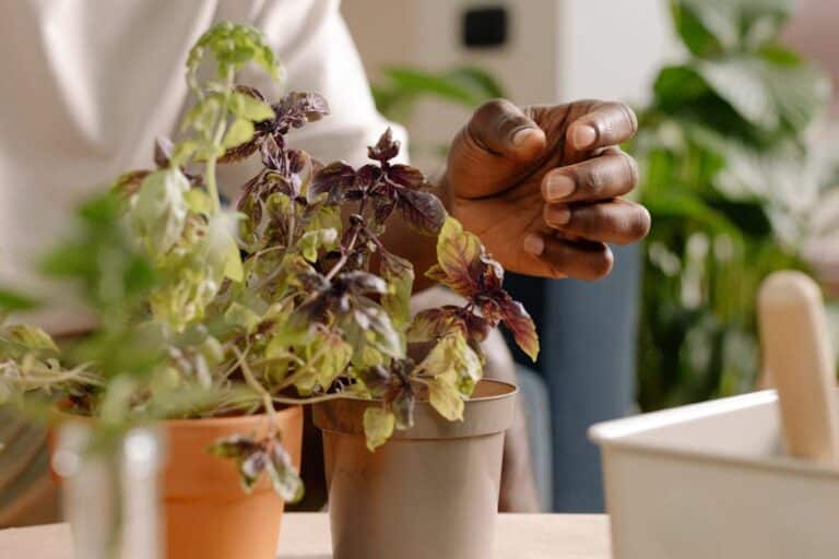 best indoor basil varieties