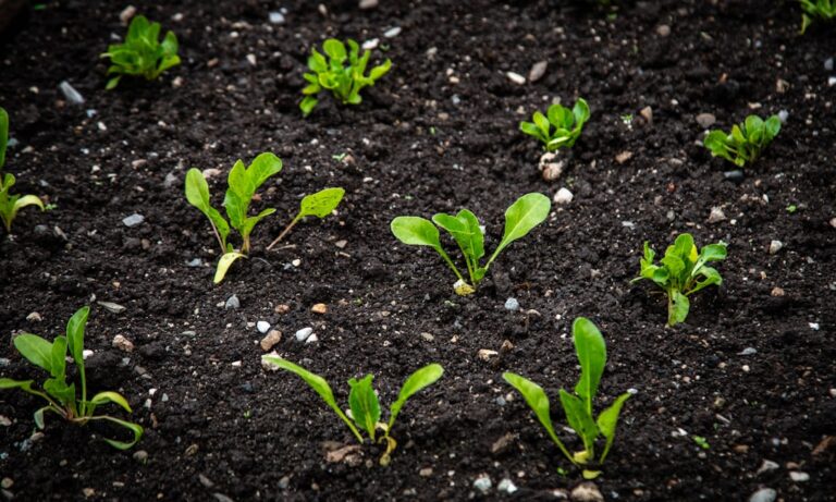 basil seeds planting instructions