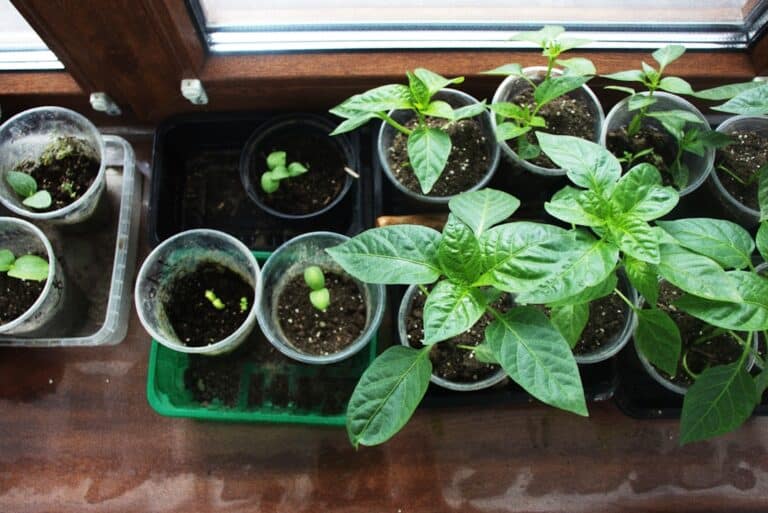 easy basil grow kit