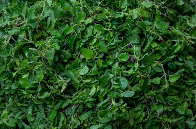 organic hydro basil kit