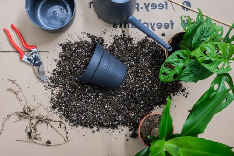 soil for indoor basil