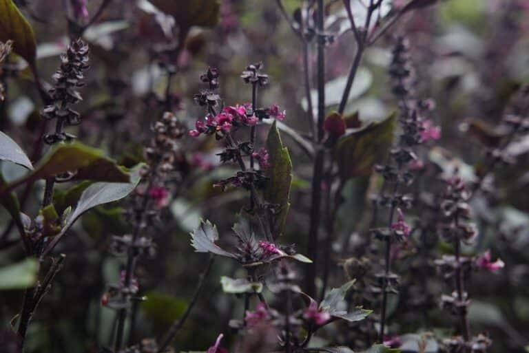 companion plants with basil