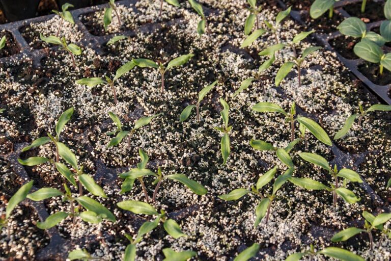 heat mat herb germination