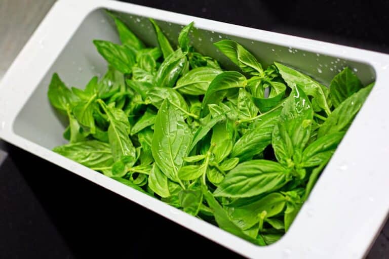 diy hydro basil kit