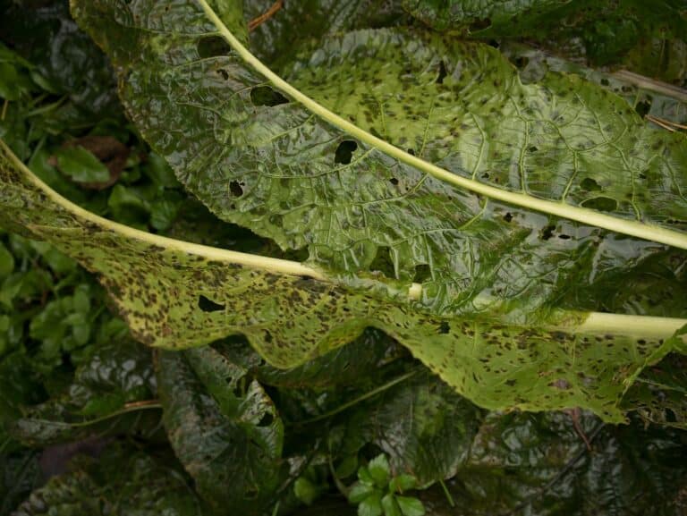 basil plant pests identification