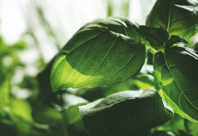 growing indoor basil