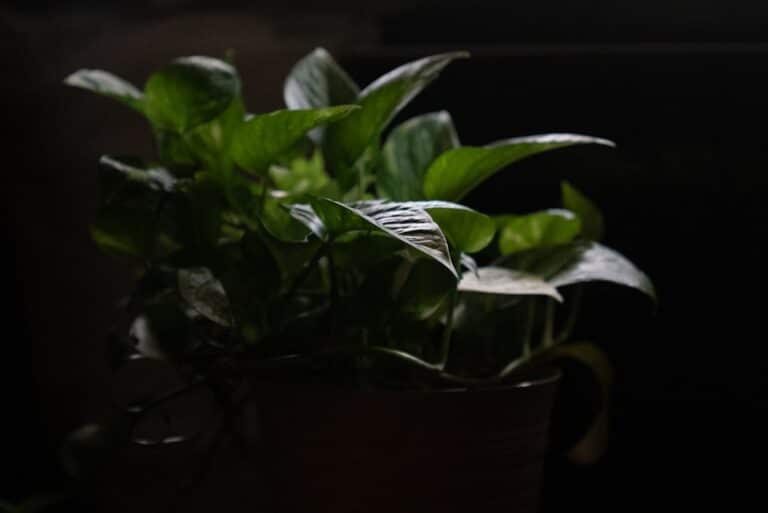 grow rosemary indoors low light