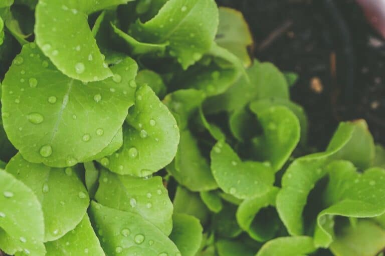 basil hydro kit beginners