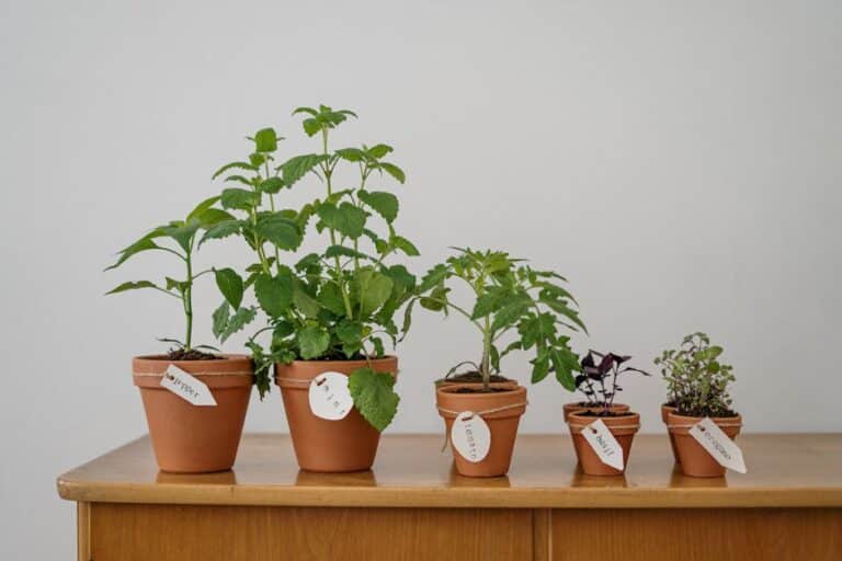 what herbs can grow without sunlight