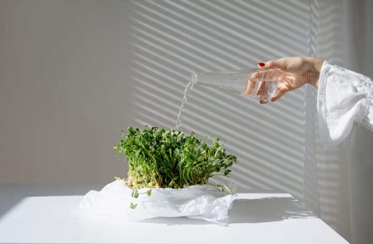microgreens indoor herb setup