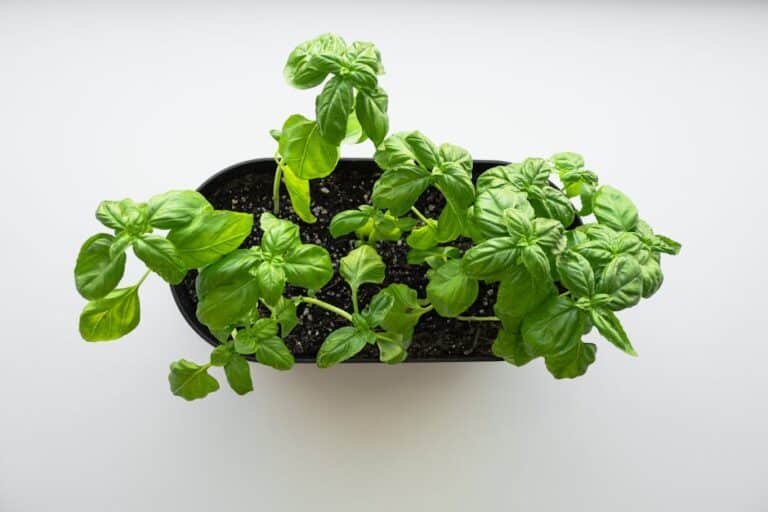 window sill spice garden