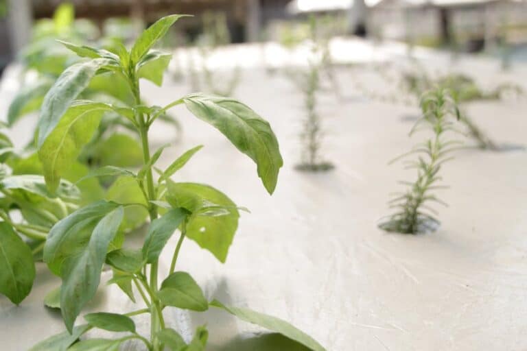 basil seeds for hydroponics