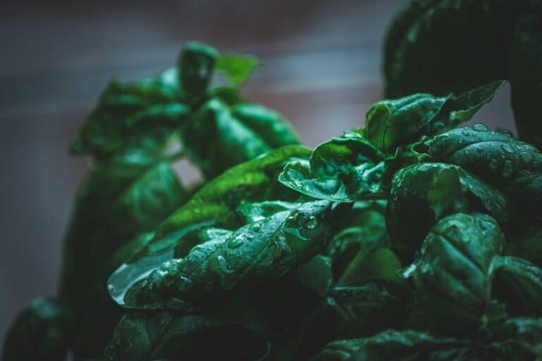 hydroponic basil nutrient solution