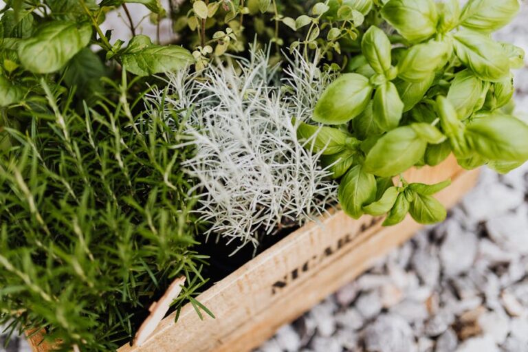 kitchen herb garden gift