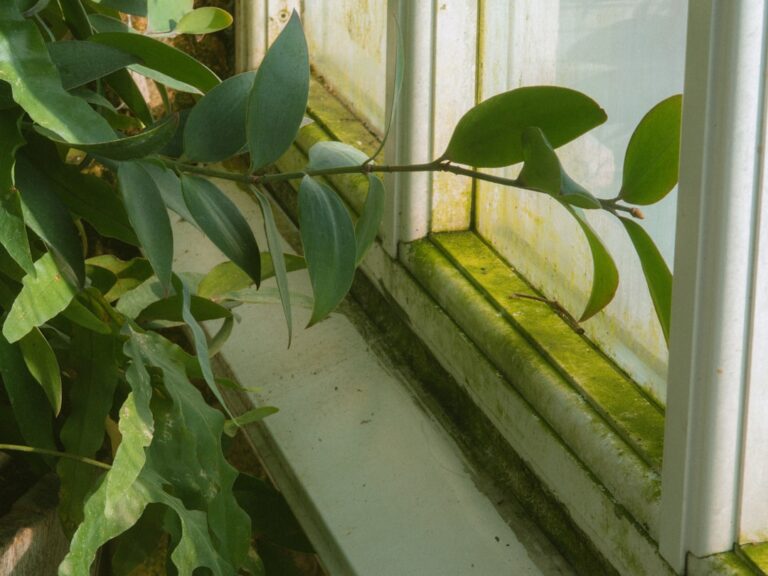 fix droopy herb stems